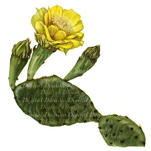 Prickly Pear Cactus Yellow Wild Flower Vintage Art Illustration - Digital Image