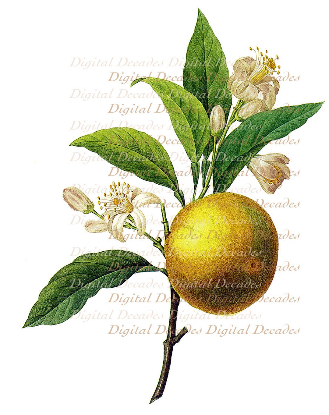 Orange Grapefruit Fruit Blossom Flowers Vintage Art Etsy