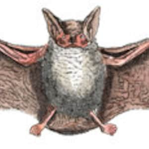 Bat Flying Night Creature Vampire Blood Sucker Halloween Scary Spooky - Digital Image - Vintage Art Illustration
