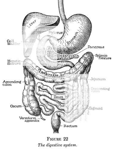 You've Got Guts - Medical Digestion Anatomy Human Vintage