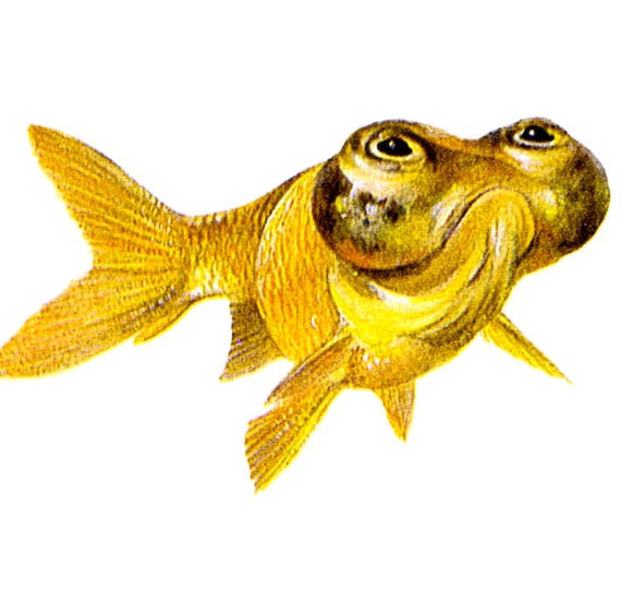 Fish bowl clearance store