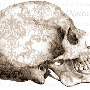 Ornate Skull Oddities Bones Halloween Day of the Dead Tattoo - Digital Image Vintage Art Illustration