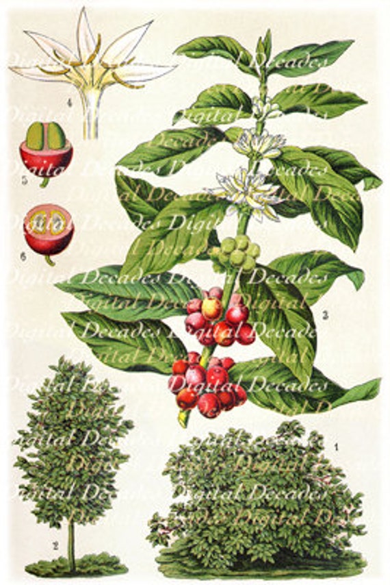 Coffee Kaffee Botanical Plant Digital Vintage Art Etsy