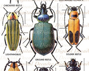 Beetles Bug Insects Oddities - Digital Image - Vintage Art Illustrations - Instant Download