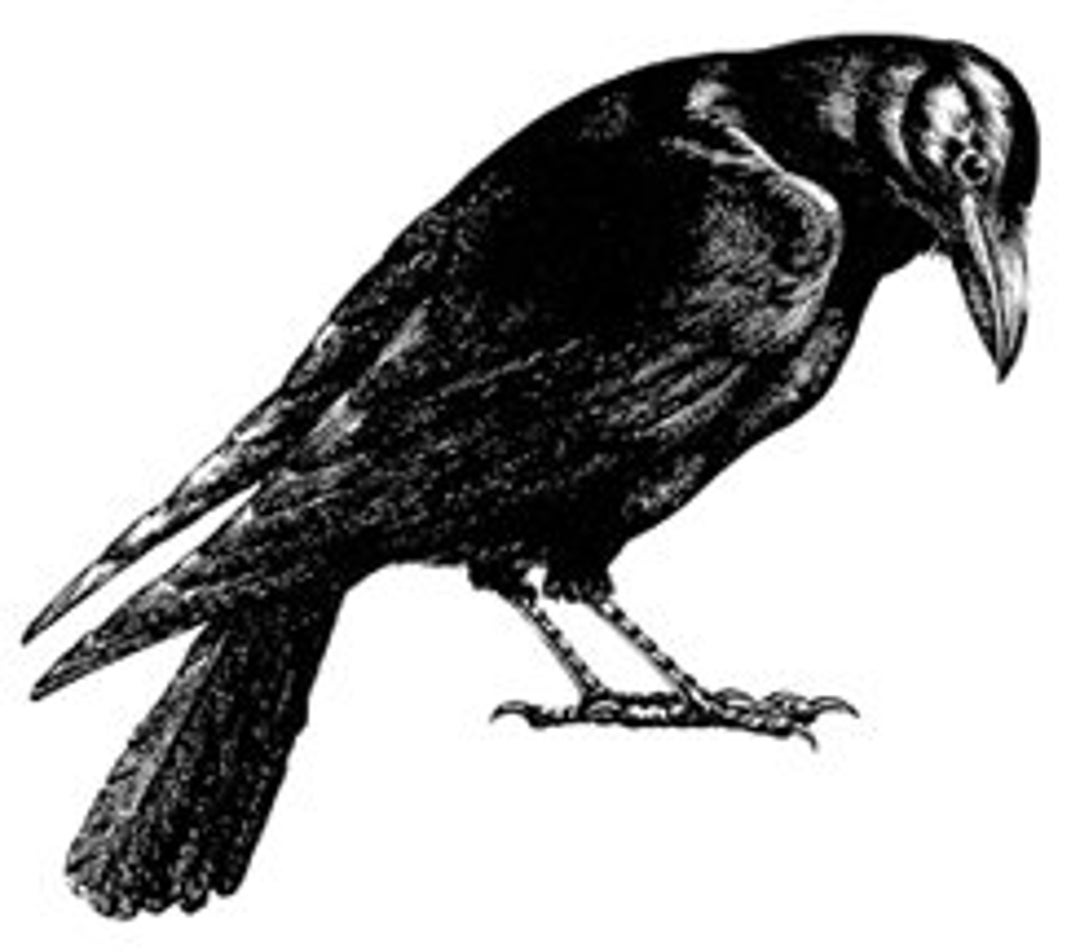 Black Crow Raven Bird Totem Spirit Animal Guide Digital - Etsy Black Crow Raven Bird Totem Spirit Animal Guide Digital - Etsy