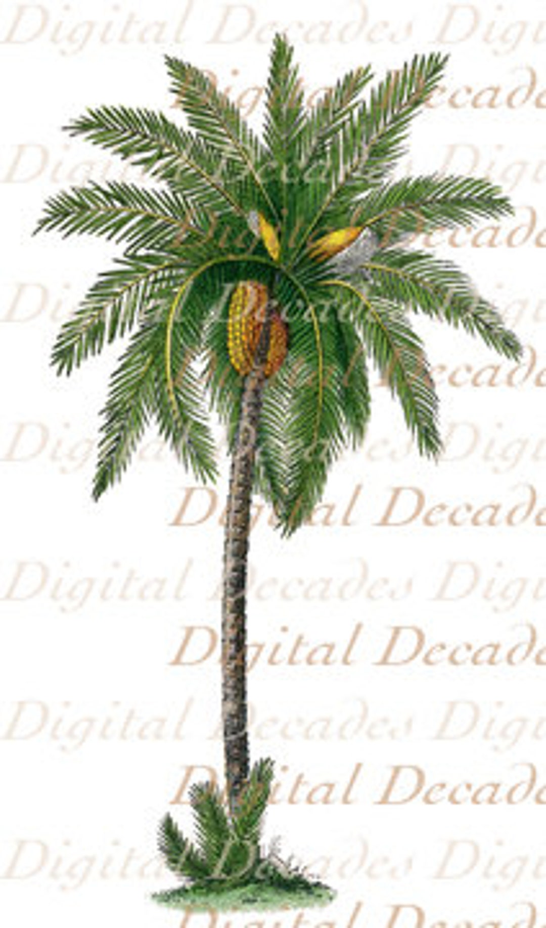 Date Palm Tree Botanical Island Tropical Tommy Bahama Style - Digital ...