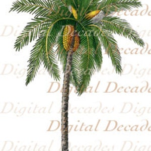Date Palm Tree Botanical Island Tropical Tommy Bahama Style - Digital Image - Vintage Art Illustration