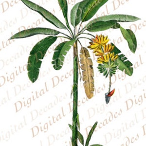 Banana Palm Tree Botanical Island Tropical Tommy Bahama Style - Digital Image - Vintage Art Illustration