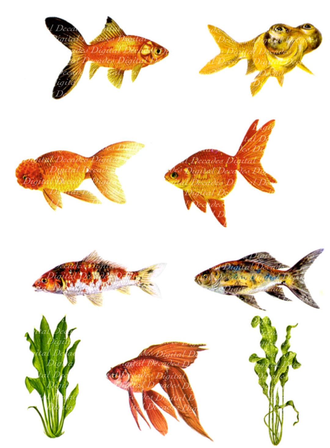 Goldfish Fish Bowl Aquarium Pet Store Digital Image Vintage Retro Art  Illustrations 