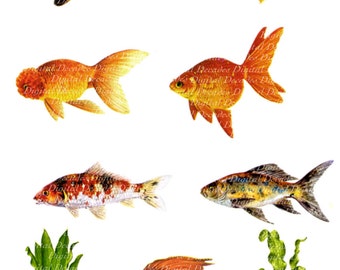 Goldfish Fish Bowl Aquarium Pet Store - Digital Image - Vintage Retro Art Illustrations