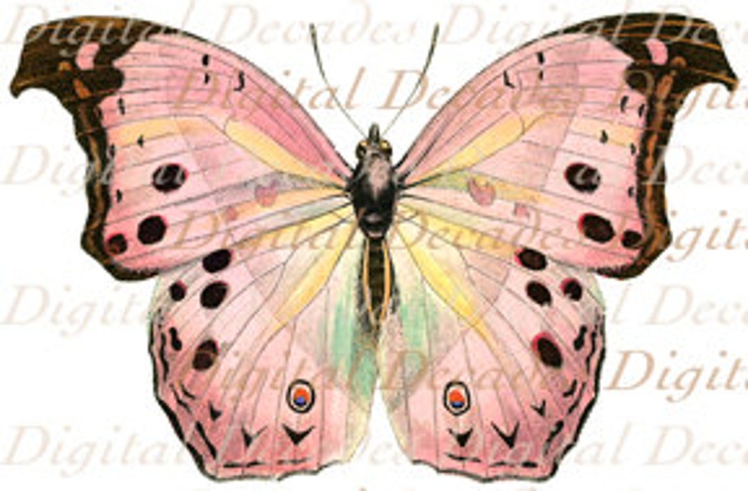 Pink Butterfly Insect - Vintage Art Illustration - Digital Image ...
