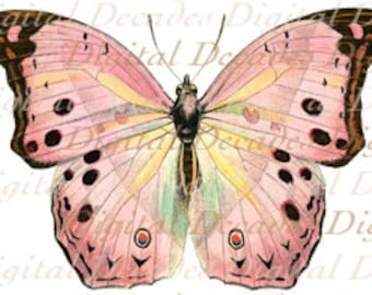 Pink Butterfly Insect - Vintage Art Illustration - Digital Image - Instant Download