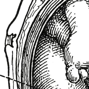 Medical Anatomy Human Pregnancy Pregnant Woman Baby Maternity | Etsy