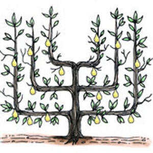 Espalier Parterre Cordon Topiary Pear Tree Formal Garden Boxwood - Digital Image - Vintage Art Illustration -  Instant Download