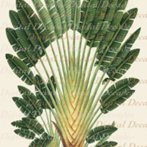 Travelers Traveling Palm Tree Botanical Island Tropical Tommy Bahama Style - Digital Image - Vintage Art Illustration