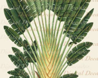 Travelers Traveling Palm Tree Botanical Island Tropical Tommy Bahama Style - Digital Image - Vintage Art Illustration