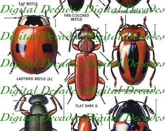 Red Beetles Lady Bug Insects Oddities - Digital Image Vintage Art Illustrations - Instant Download