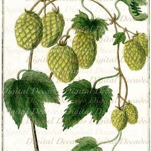 Hops Botanical Plant Beer - Digital Image - Vintage Art Illustration