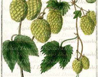 Hops Botanical Plant Beer - Digital Image - Vintage Art Illustration