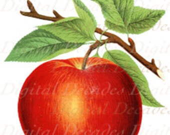 May include: A red apple with a green stem and leaves. The apple is on a white background.