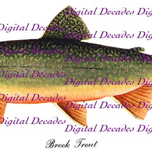 Brook Trout Fish - Vintage Art Illustration - Digital Image