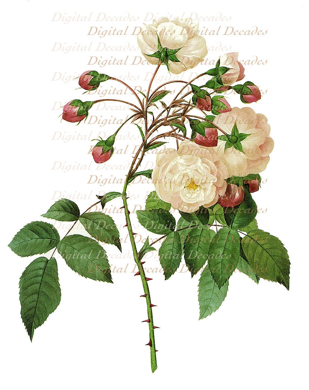 Wild Rose Flower Floral Botanical French Country - Digital Image