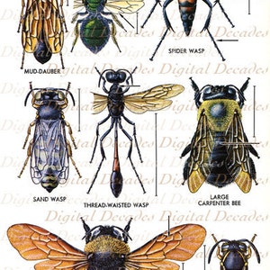 May include: An illustration of different types of wasps and bees, including a mud-dauber, sand wasp, thread-waisted wasp, spider wasp, large carpenter bee, bumblebee, and yellowjacket.