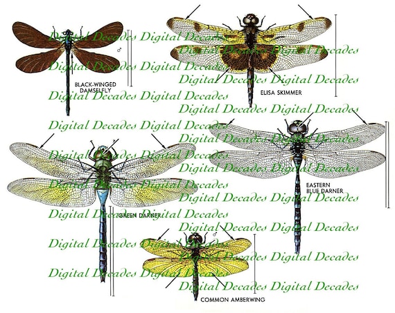 Libellula Bug insetto stagni Skimmer donzella volare Digital