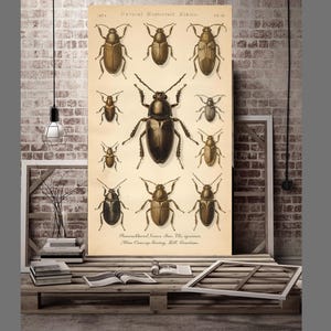 ヴィンテージ昆虫図鑑ポスターセット、昆虫学プリント（デジタルダウンロード）