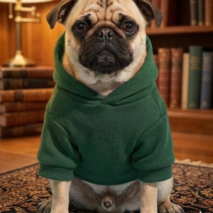 Puede incluir: Un carlino de color leonado con una sudadera con capucha verde oscuro. El perro está sentado sobre una alfombra estampada frente a una estantería llena de libros. Una lámpara es visible en el fondo.