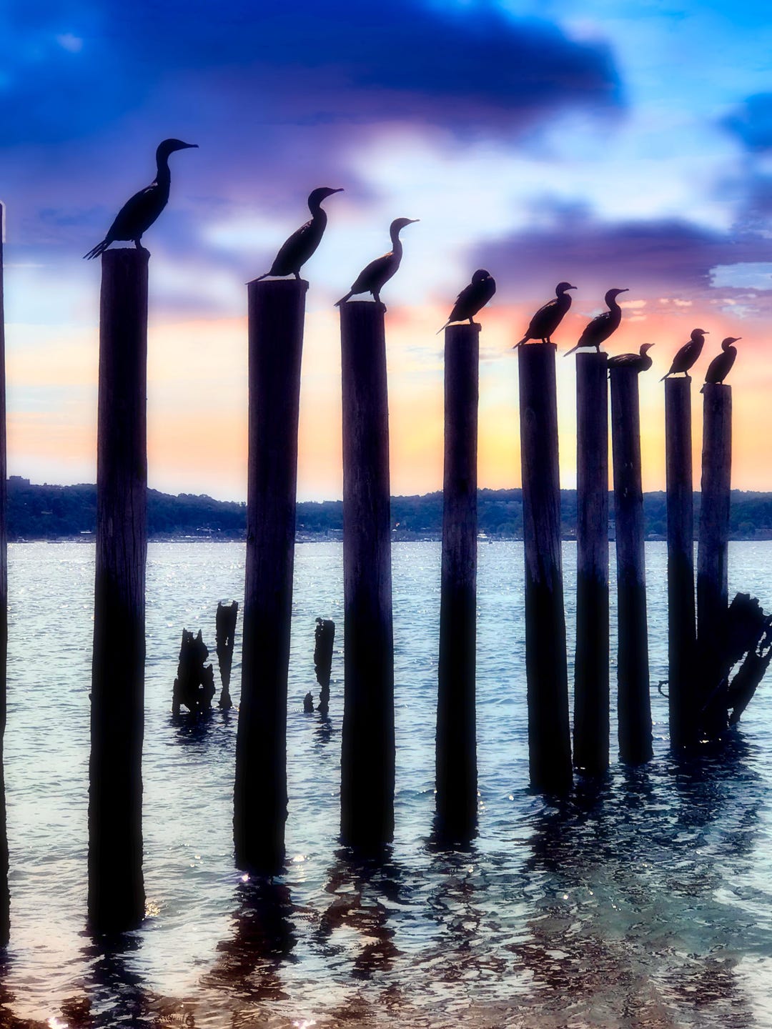Picture of Nature Photography Birds on Pier as Lookouts Long Island 8x10 Inches - Etsy