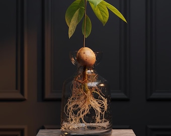 Avocado Seed Starter Vase Glass Propagation Jar Grow Your Own Avocado Tree Modern Home Decor