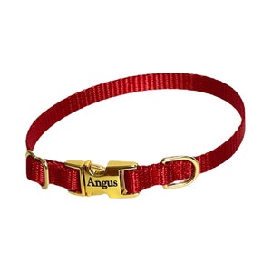 May include: Red nylon dog collar with a gold buckle and a gold tag that says "Angus".