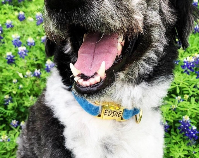 Williamsburg Blue Velvet Personalized Collar. Made in the USA