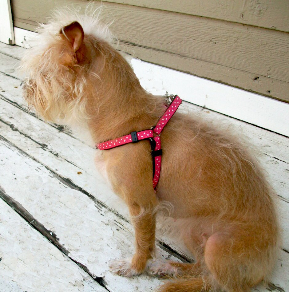 Step in Dog Harness Small Dog Harness Custom Size Harness Etsy