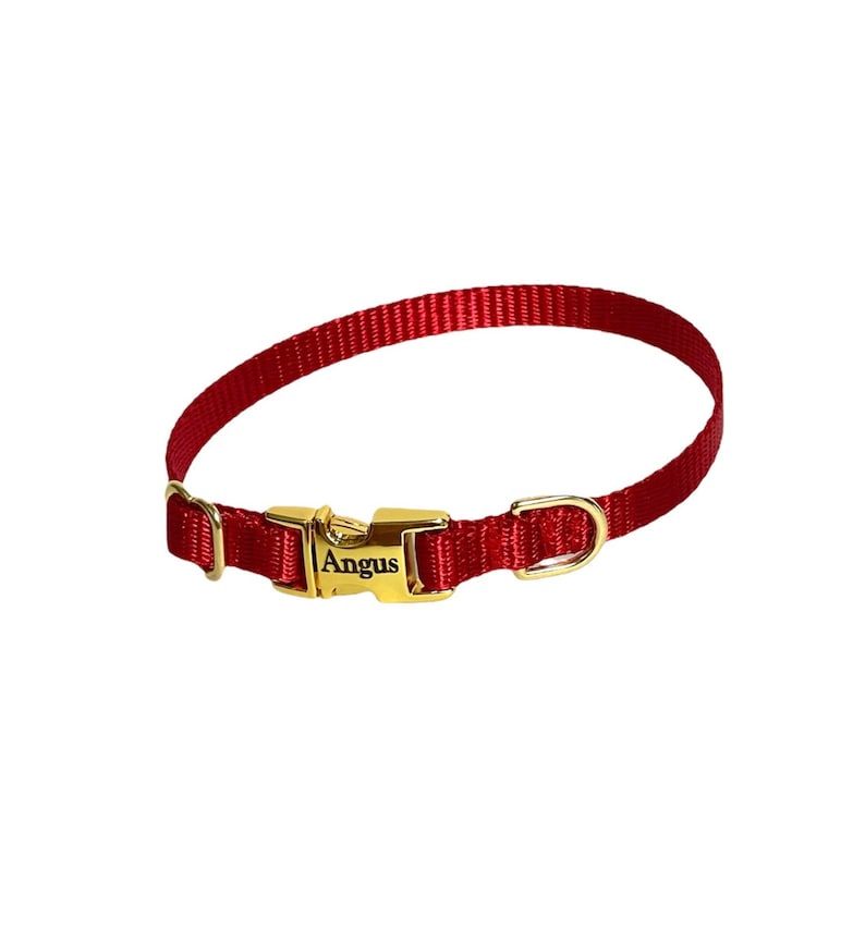 May include: Red nylon dog collar with a gold buckle and a gold tag that says "Angus".