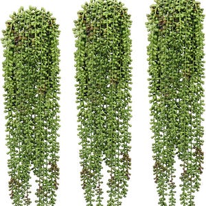 Peut inclure: Trois plantes artificielles suspendues en forme de chaîne de perles. Les plantes présentent de longues brins en cascade de petites feuilles rondes vertes. Les feuilles sont un mélange de vert clair et foncé, avec des accents bruns. Décoration intérieure ou extérieure.