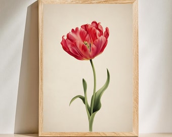 Botaniskt tryck med röd tulpan | Vintage blommig väggkonst (digital nedladdning)