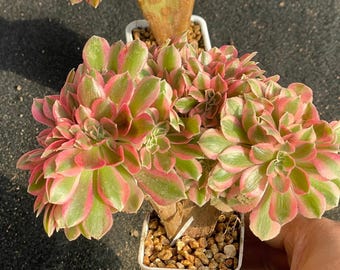 6'' Crested Aeonium 'Pink Witch', Rare Living Succulent Plants