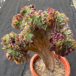 Aeonium cristado único &#39;&#39;, 8&#39;&#39;, múltiplas variantes, plantas suculentas vivas raras