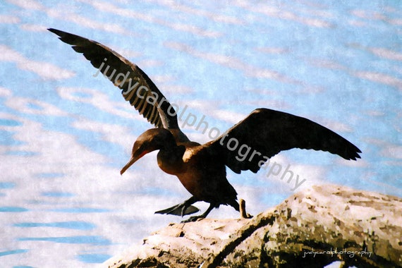 Digital Photography Download of frolicking Cormorant