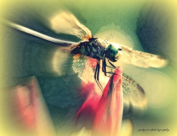 Dragonfly under glass