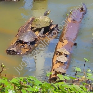 May include: Four turtles on a log in a pond. The turtles are green, black, and brown. The log is brown and has a rough texture. The pond is blue and has green plants growing in it.
