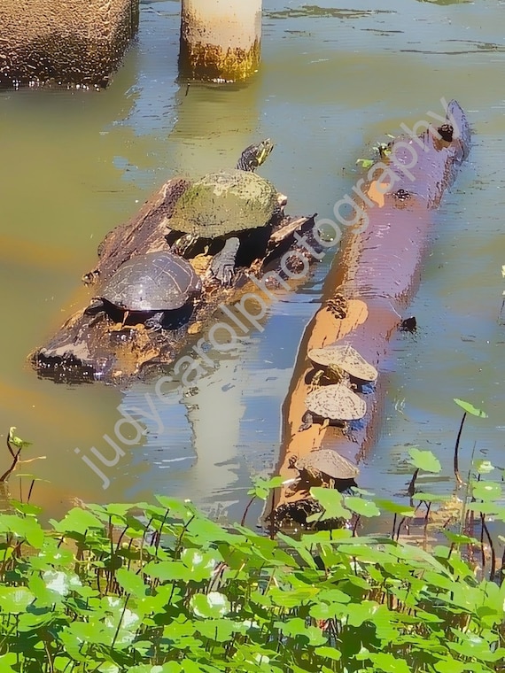 Turtles basking in the Sun
