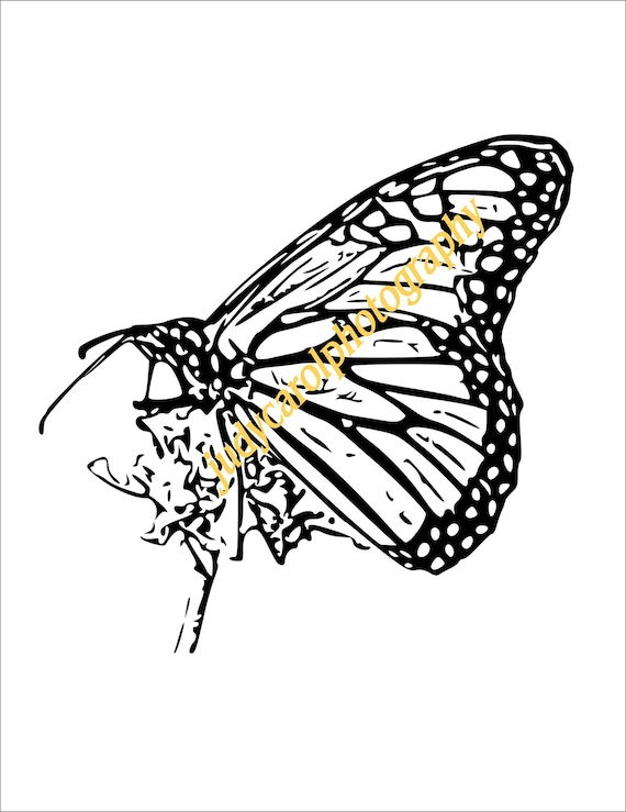 Monarch butterfly printable coloring page