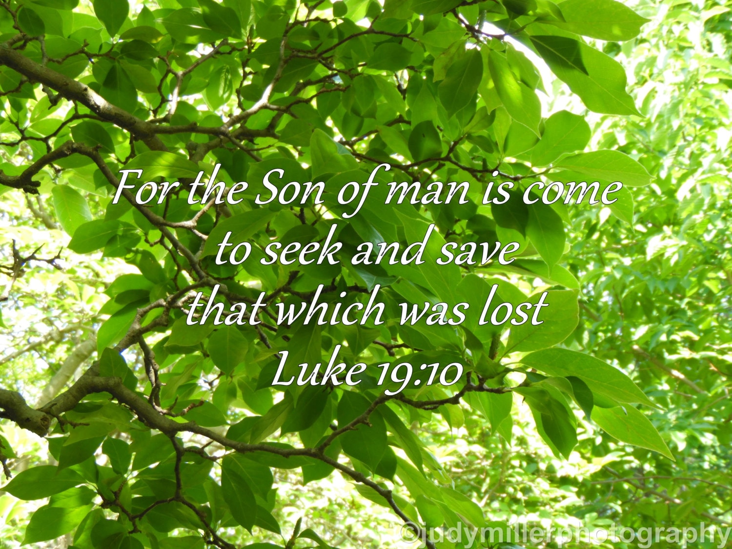 Product 10 Bible Verse Luke 19 10 The Son Of Man Is Come Nature product-10-bible-verse-luke-19-10-the-son-of-man-is-come-nature