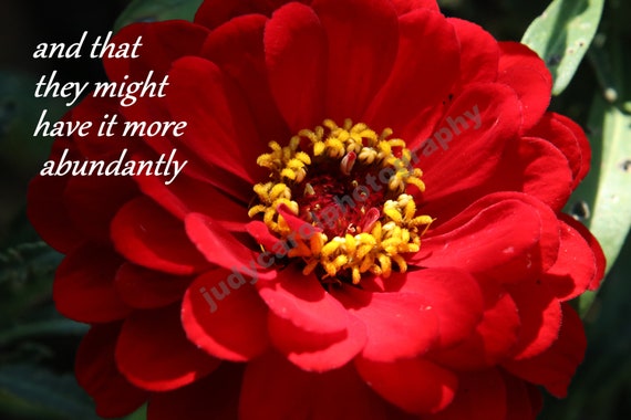 Nature photography of Red flower with bible verse living life more abundantly