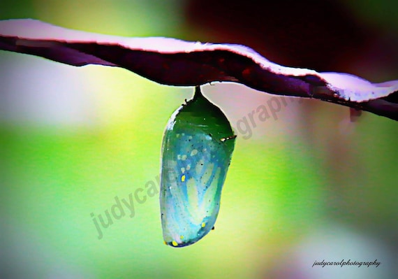 Monarch chrysalis, Butterfly, insects, autumn,Fall, nature photography, wall art, fine art print, Home Decor, Digital Download