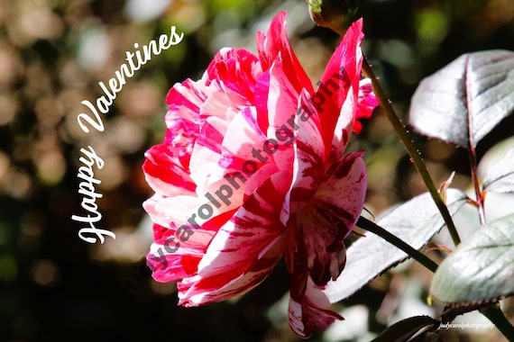 Valentines Day Greeting Digital Download