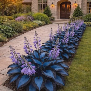 Plantas raras de hosta azul, perenne que prefiere la sombra, diseño de bordes de jardín.